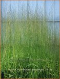 Molinia arundinacea &#39;Bergfreund&#39;