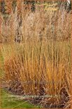 Molinia arundinacea &#39;Cordoba&#39;
