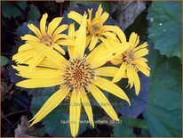 Ligularia dentata 'Othello'