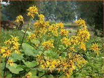 Ligularia hessei &#39;Gregynog Gold&#39;