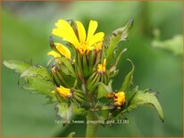 Ligularia hessei &#39;Gregynog Gold&#39;
