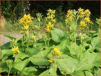 Ligularia hessei &#39;Gregynog Gold&#39;