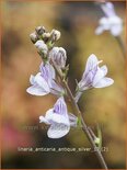 Linaria anticaria &#39;Antique Silver&#39;