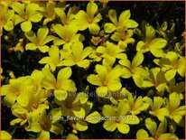 Linum flavum 'Compactum'