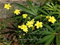 Linum flavum 'Compactum'