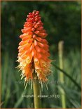 Kniphofia 'Alcazar'
