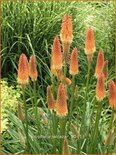 Kniphofia 'Alcazar'