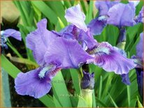 Iris pumila 'Truly'