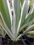 Iris pallida &#39;Variegata&#39;