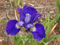 Iris sibirica 'Blue King'