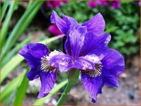 Iris sibirica 'Blue King'