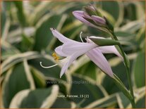 Hosta 'Francee'
