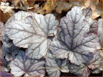 Heucherella 'Quicksilver'