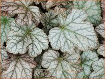 Heucherella 'Quicksilver'
