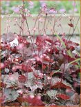 Heuchera 'Rachel'