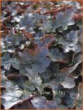 Heuchera 'Rachel'