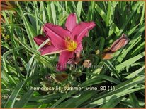 Hemerocallis 'Summer Wine'