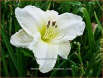 Hemerocallis &#39;White Temptation&#39;