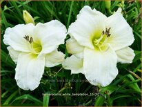 Hemerocallis &#39;White Temptation&#39;