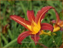 Hemerocallis 'Autumn Red'