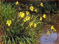 Hemerocallis 'Corky'