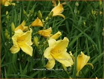 Hemerocallis 'Happy Returns'