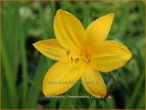 Hemerocallis lilioasphodelus