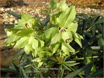 Helleborus foetidus