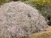 Gypsophila 'Rosenschleier'