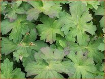 Geranium wlassovianum