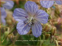 Geranium pratense &#39;Mrs Kendall Clark&#39;