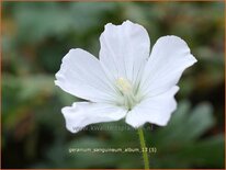 Geranium sanguineum 'Album'