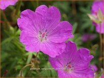 Geranium sanguineum &#39;Aviemore&#39;