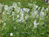 Geranium phaeum 'Album'