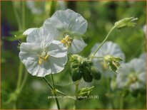 Geranium phaeum 'Album'