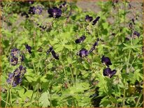 Geranium phaeum 'Raven'