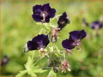 Geranium phaeum 'Raven'
