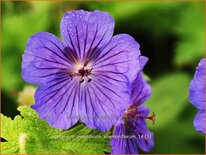 Geranium magnificum &#39;Anemoniflorum&#39;