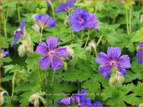Geranium magnificum &#39;Anemoniflorum&#39;