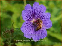 Geranium magnificum &#39;Anemoniflorum&#39;