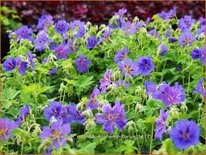 Geranium magnificum &#39;Anemoniflorum&#39;