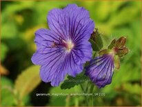 Geranium magnificum &#39;Anemoniflorum&#39;