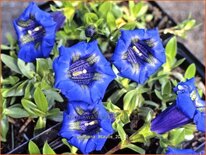 Gentiana acaulis
