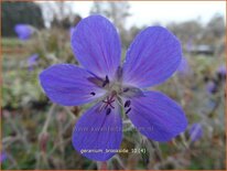 Geranium 'Brookside'