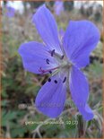 Geranium 'Brookside'