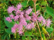 Filipendula 'Kahome'