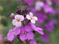 Erysimum 'Bowles Mauve'