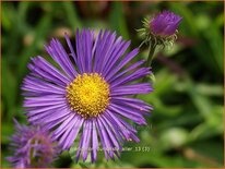 Erigeron 'Dunkelste Aller'