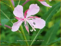 Epilobium angustifolium &#39;Stahl Rose&#39;