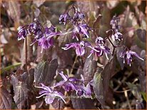 Epimedium grandiflorum &#39;Lilafee&#39;